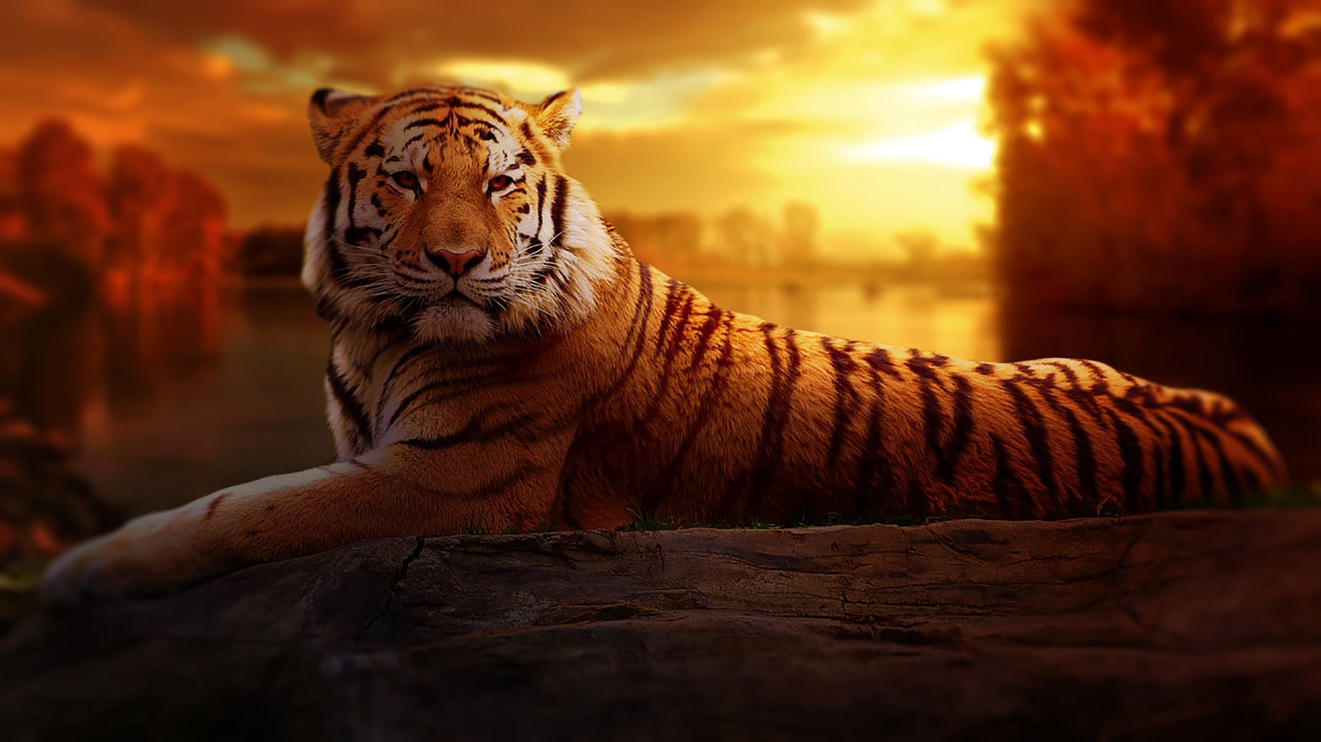 Siluman Harimau, Antara Legenda Dan Kenyataan