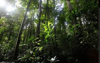 Hutan Papua Destinasi Wisata Hijau Yang Menarik Untuk Dikunjungi